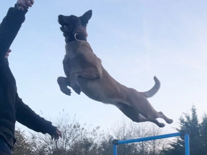 Belgian Malinois puppy for sale