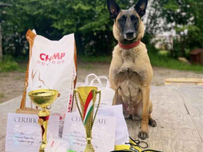 Belgian Malinois puppy for sale