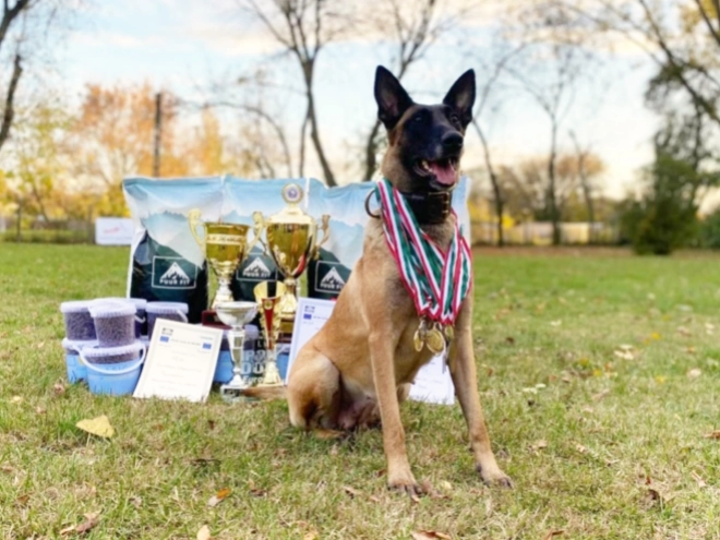 Belgian Malinois puppy for sale