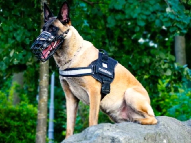 Belgian Malinois puppy for sale