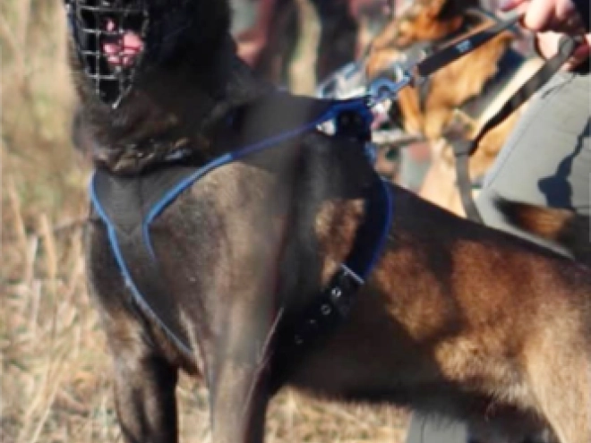 Belgian Malinois puppy for sale