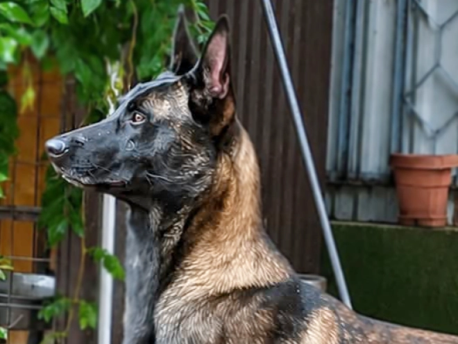 Belgian Malinois puppy for sale