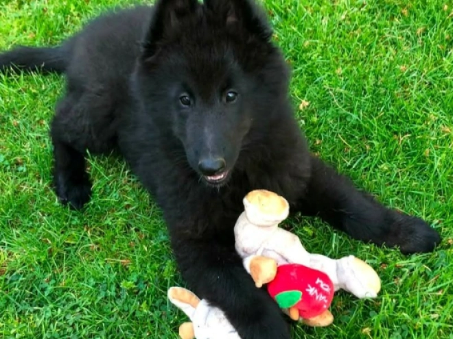 Belgischer Schäferhund Welpe kaufen