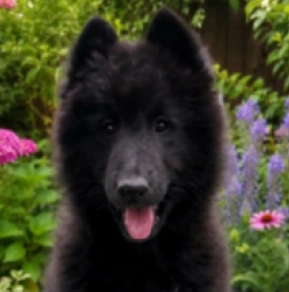 Belgischer Schäferhund Welpe kaufen