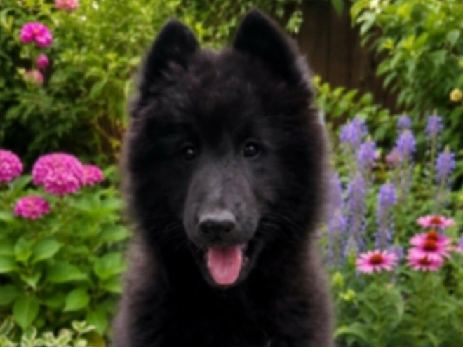 Belgischer Schäferhund Welpe kaufen