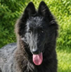 Perros Pastor Belga en venta