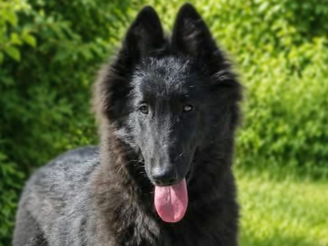 Belgischer Schäferhund Welpe kaufen