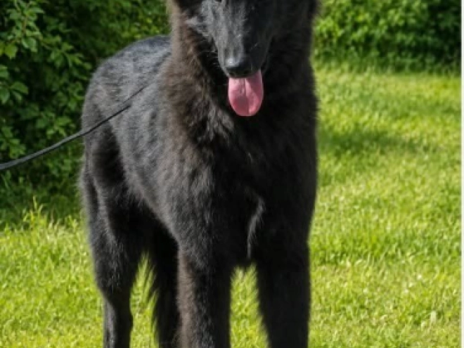 Belgischer Schäferhund Welpe kaufen