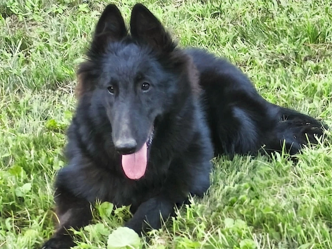 Belgischer Schäferhund Welpe kaufen