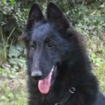 Penelopé Cruz, black Belgian Shepherds for sale
