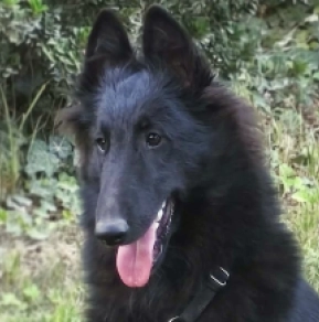 Belgischer Schäferhund Welpe kaufen