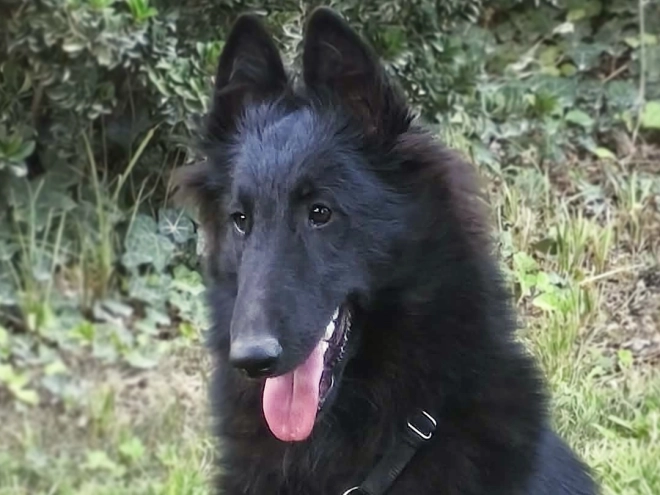 Belgischer Schäferhund Welpe kaufen