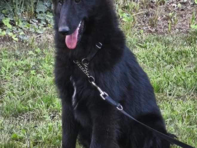 Belgischer Schäferhund Welpe kaufen