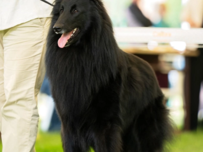 Belgischer Schäferhund Welpe kaufen
