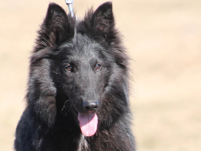 Belgian Shepherds puppy for sale