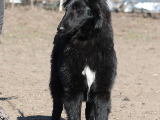 Belgian Shepherds puppy for sale