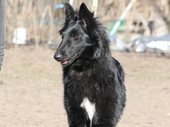 Belgian Shepherds puppy for sale