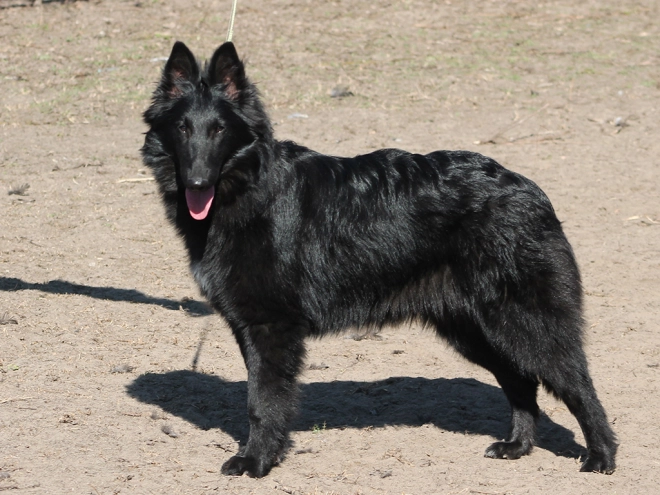 Belgian Shepherds puppy for sale