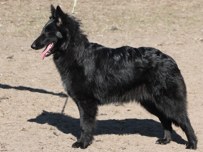 Belgian Shepherds puppy for sale