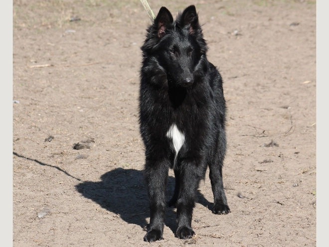 Belgian Shepherds puppy for sale