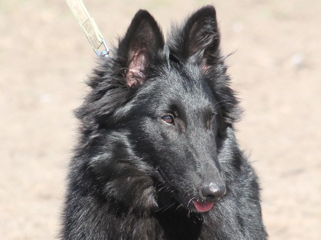 Belgian Shepherds puppy for sale