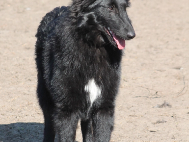 Belgian Shepherds puppy for sale