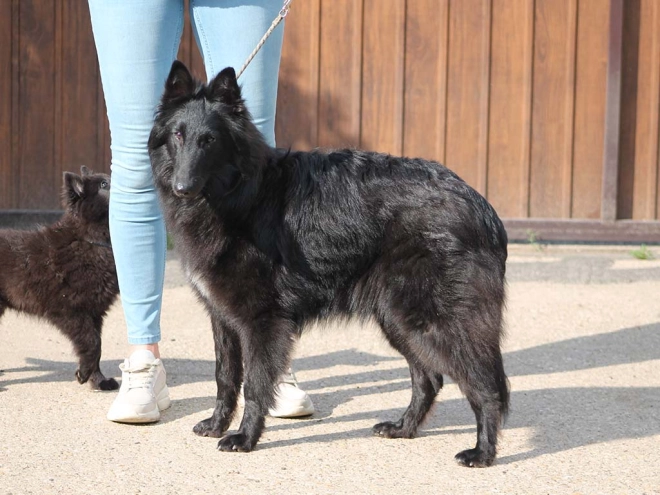 Belgian Shepherds puppy for sale