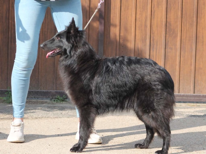 Belgian Shepherds puppy for sale