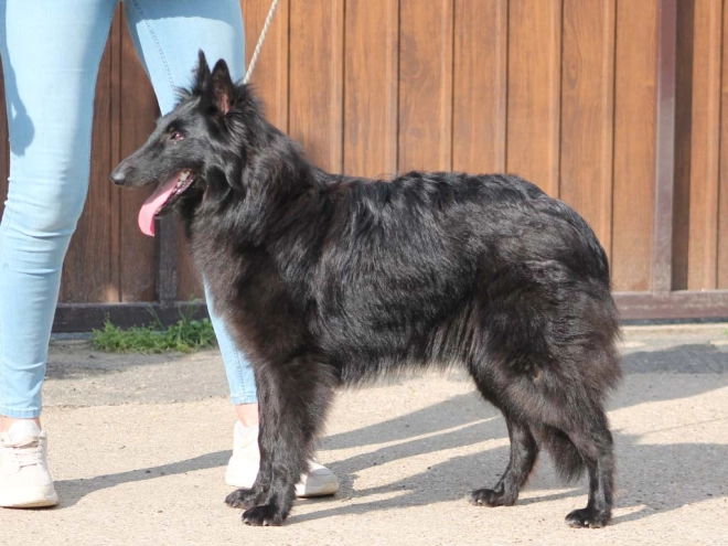 Belgian Shepherds puppy for sale