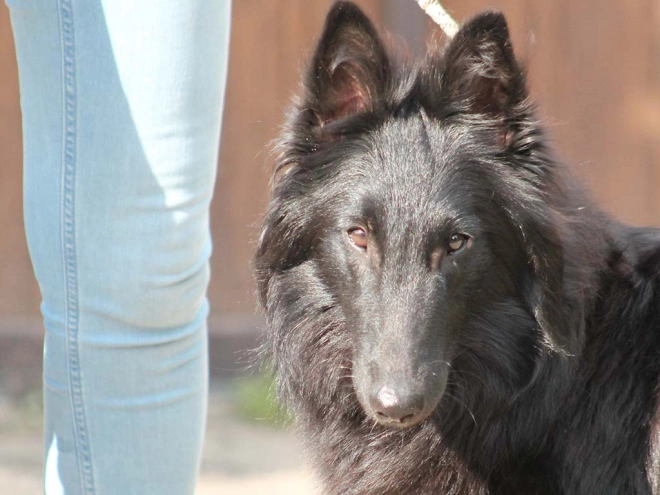 Belgian Shepherds puppy for sale