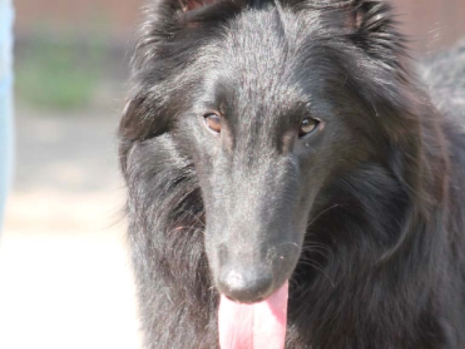 Belgian Shepherds puppy for sale