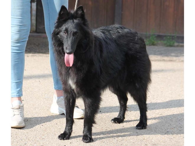 Belgian Shepherds puppy for sale
