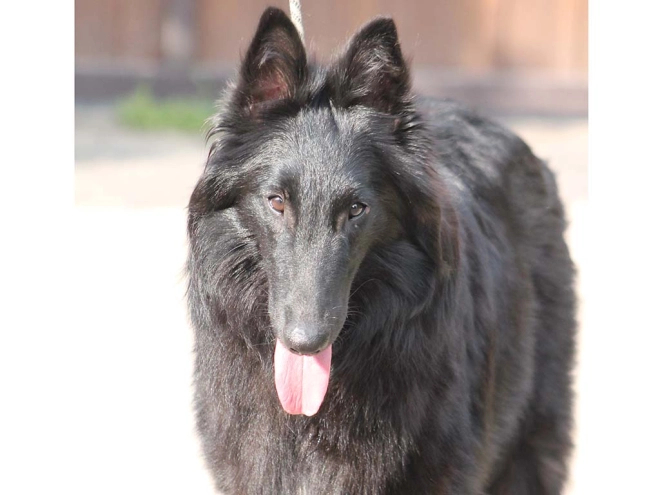 Belgian Shepherds puppy for sale