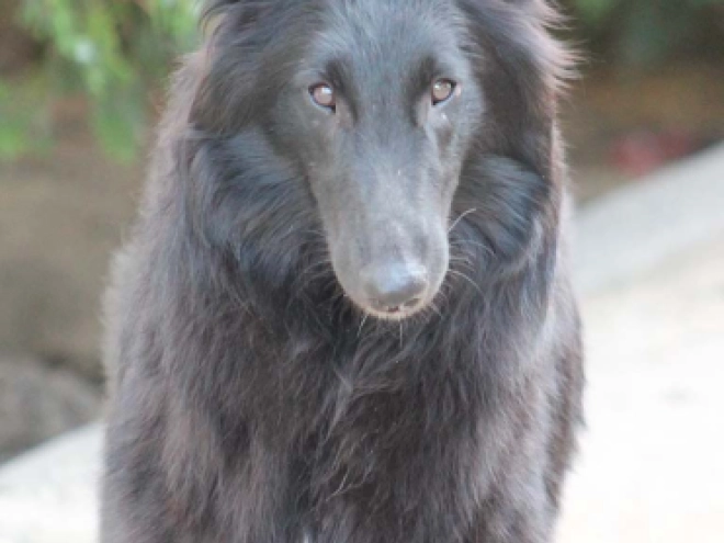 Belgian Shepherds puppy for sale