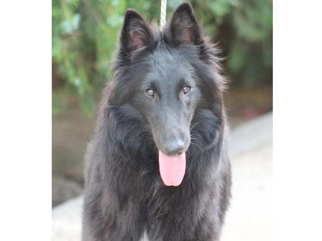 Belgian Shepherds puppy for sale