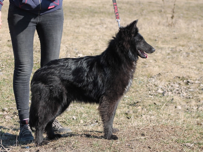 Belgian Shepherds puppy for sale