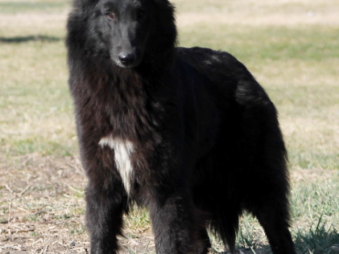 Belgian Shepherds puppy for sale