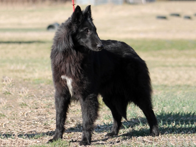 Belgian Shepherds puppy for sale