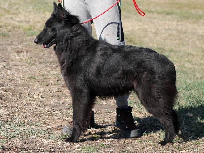 Belgian Shepherds puppy for sale