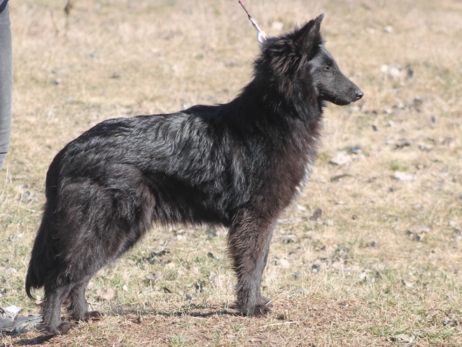 Belgian Shepherds puppy for sale