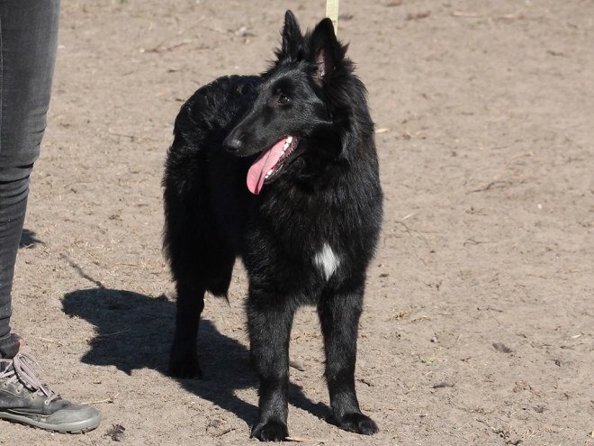 Belgian Shepherds puppy for sale