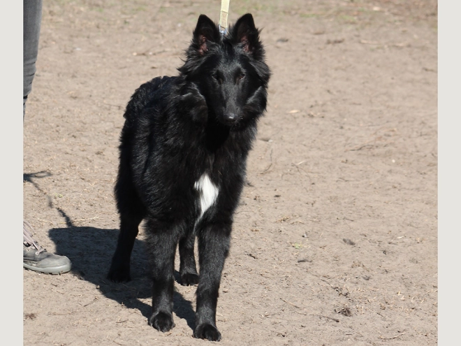 Belgian Shepherds puppy for sale