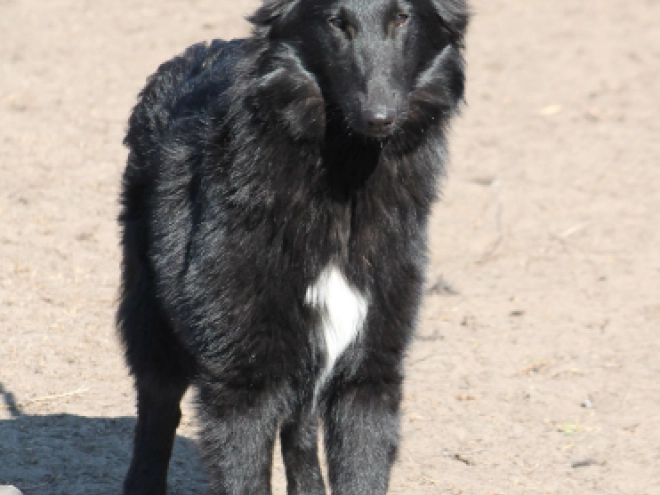 Belgian Shepherds puppy for sale