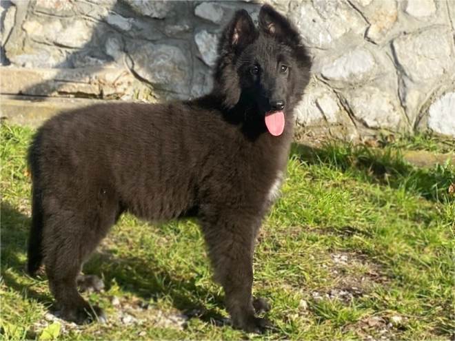 Belgischer Schäferhund Welpe kaufen