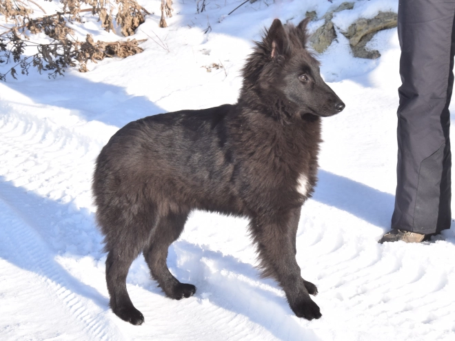 Belgischer Schäferhund Welpe kaufen