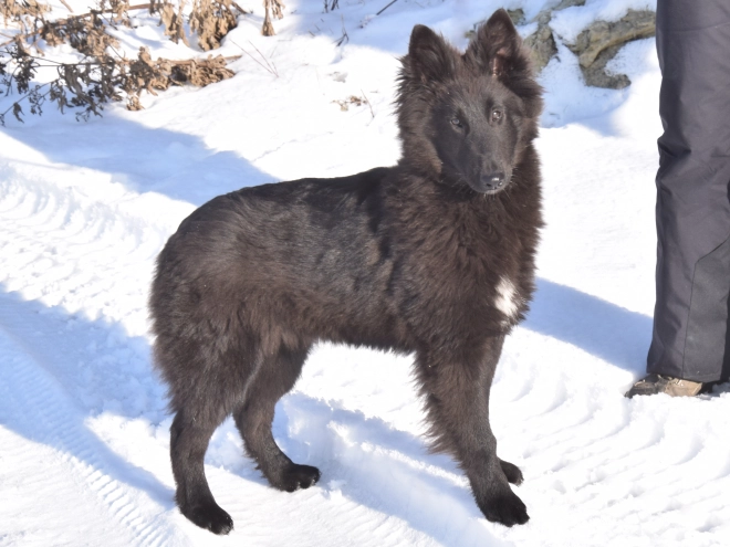 Belgischer Schäferhund Welpe kaufen