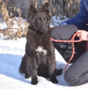 Perros Pastor Belga en venta