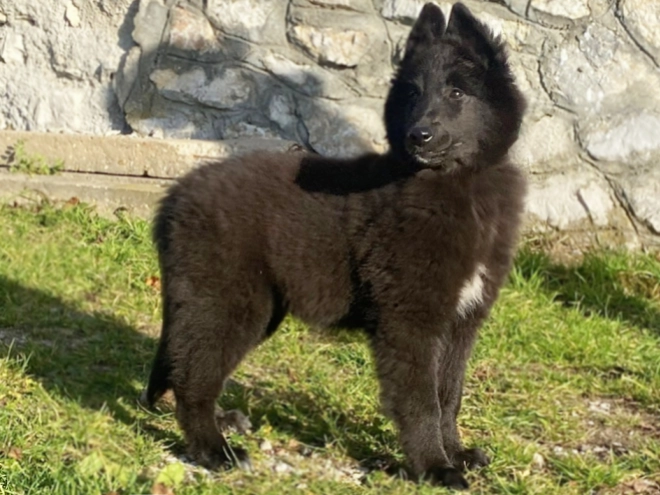 Belgischer Schäferhund Welpe kaufen