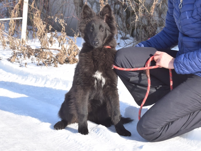 Belgischer Schäferhund Welpe kaufen