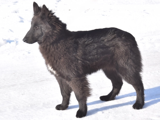 Belgischer Schäferhund Welpe kaufen